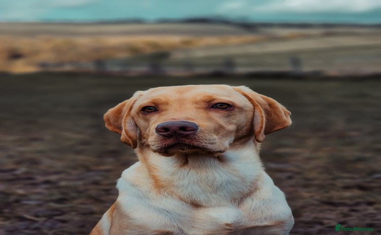 Labrador Retriever dogs - Advert 3