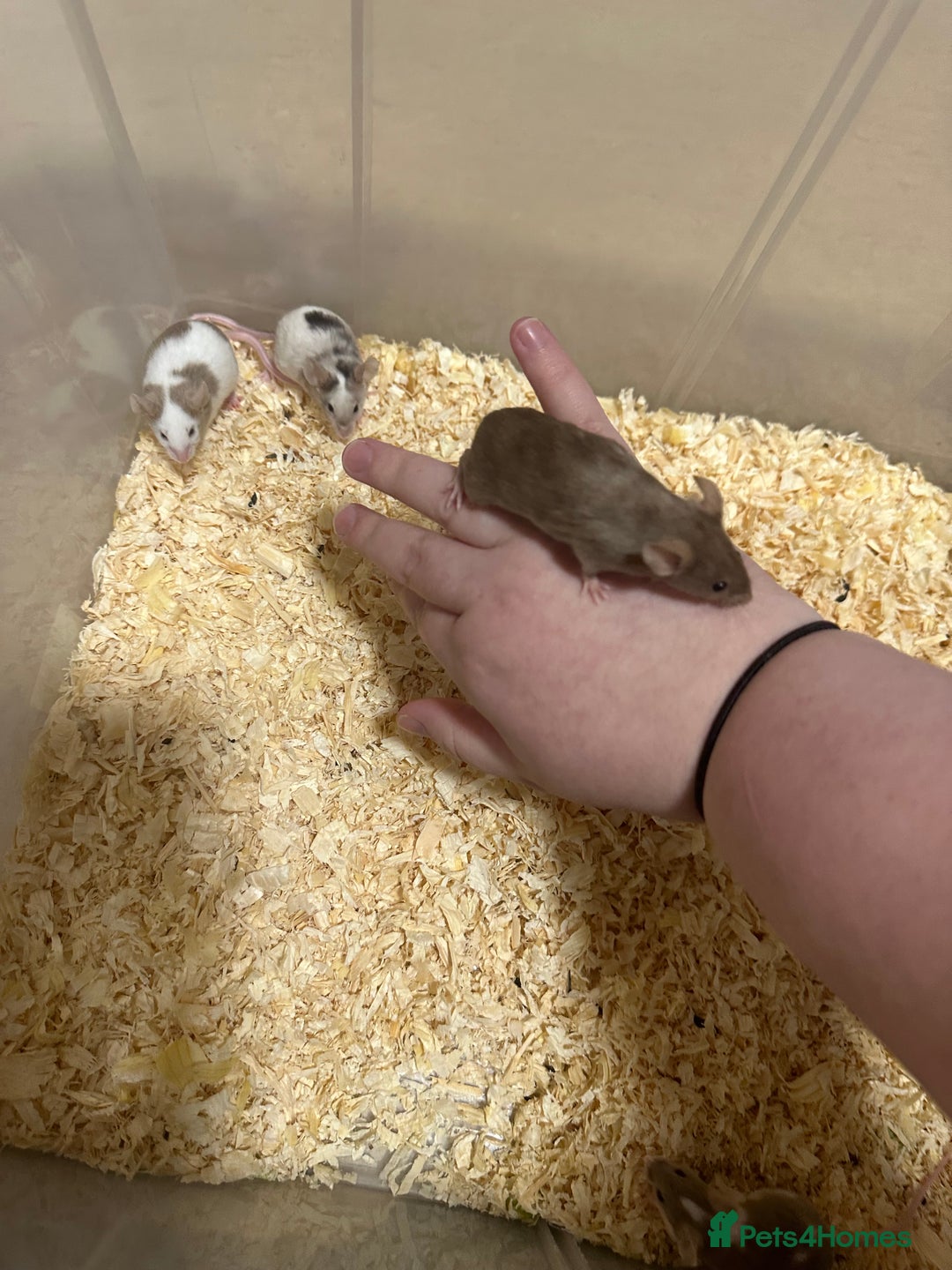 Mouse rodents for sale: Fancy mice  - Advert 5