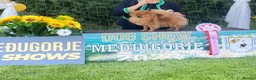Pomeranian dogs for sale: Royal Kennel Club reg show Pomeranian puppies - Advert 3