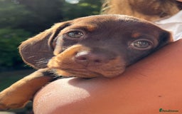 Miniature Dachshund dogs for sale: Miniature dachshund 3 boys 1 girl  - Image 5