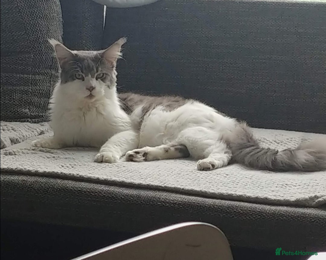 Maine Coon cats for sale: Beautiful Maine Coon kittens  - Image 21
