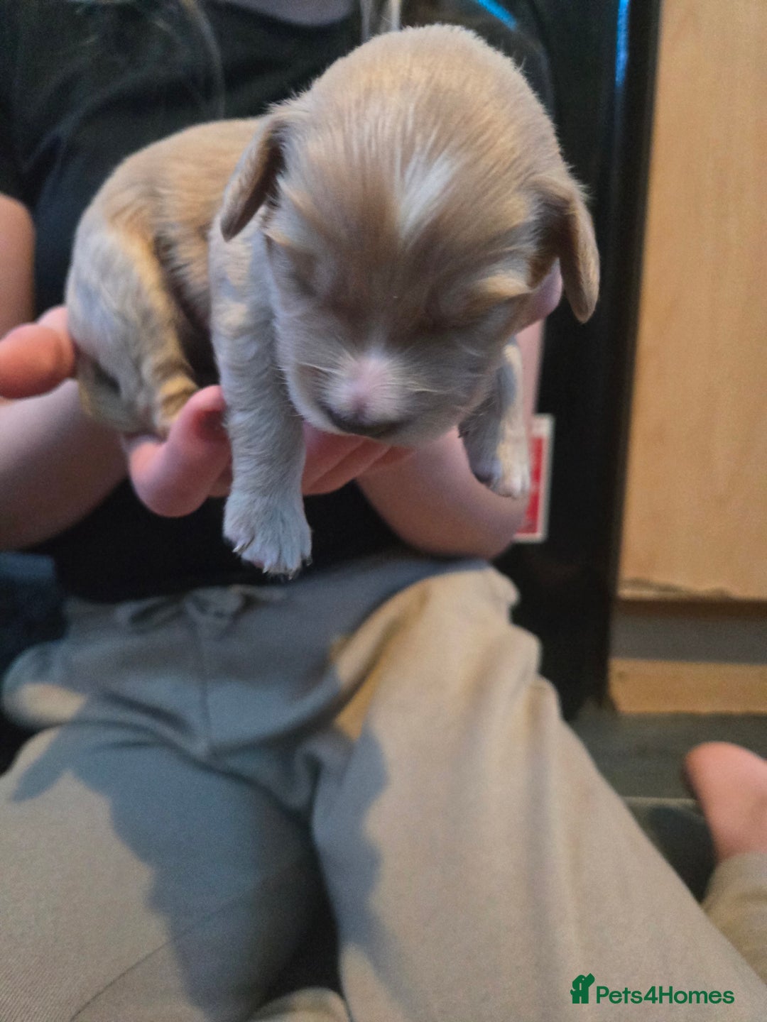 Cocker Spaniel dogs for sale: Cockerpoo pups  - Advert 7