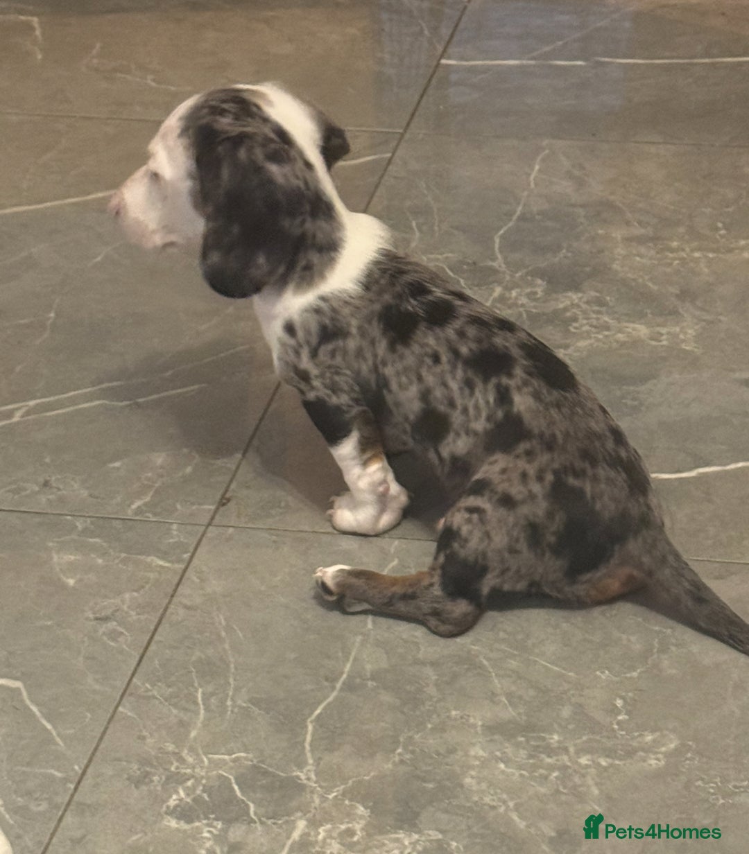 Miniature Dachshund dogs for sale: One adorable piebald male dachshund ready to go  - Advert 8