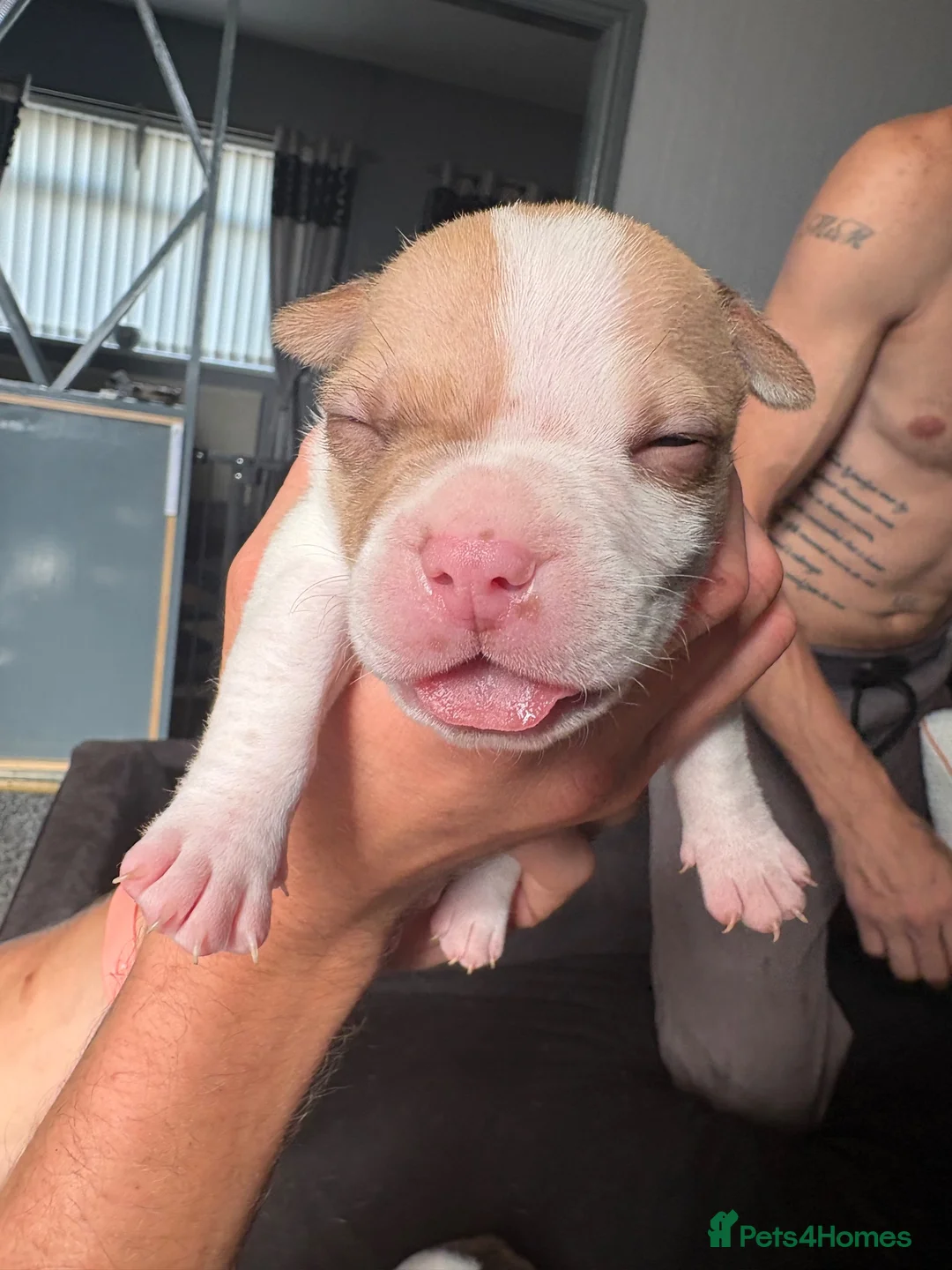 Mixed Breed dogs for sale: Staffy x pocket bully  in Sheffield - Advert 2