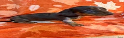 Miniature Dachshund dogs for sale: Stunning miniature dachshund pups - Advert 3