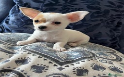 Chihuahua dogs for sale: 2 beautiful girl pups for sale  - Image 4