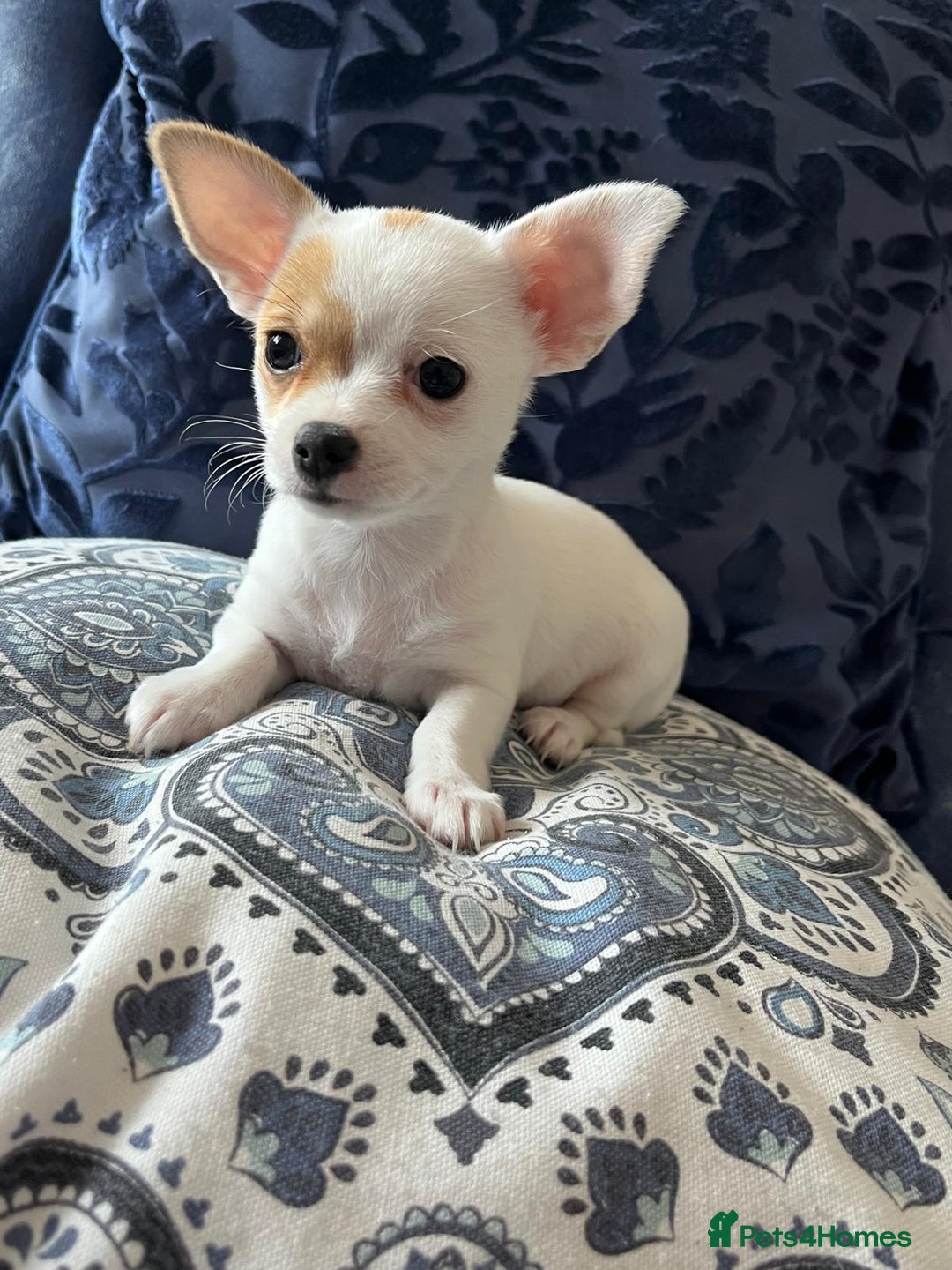 Chihuahua dogs for sale: 2 beautiful girl pups for sale  - Image 4
