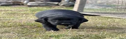 Labrador Retriever dogs for sale: Black Labrador puppies. in York - Advert 11
