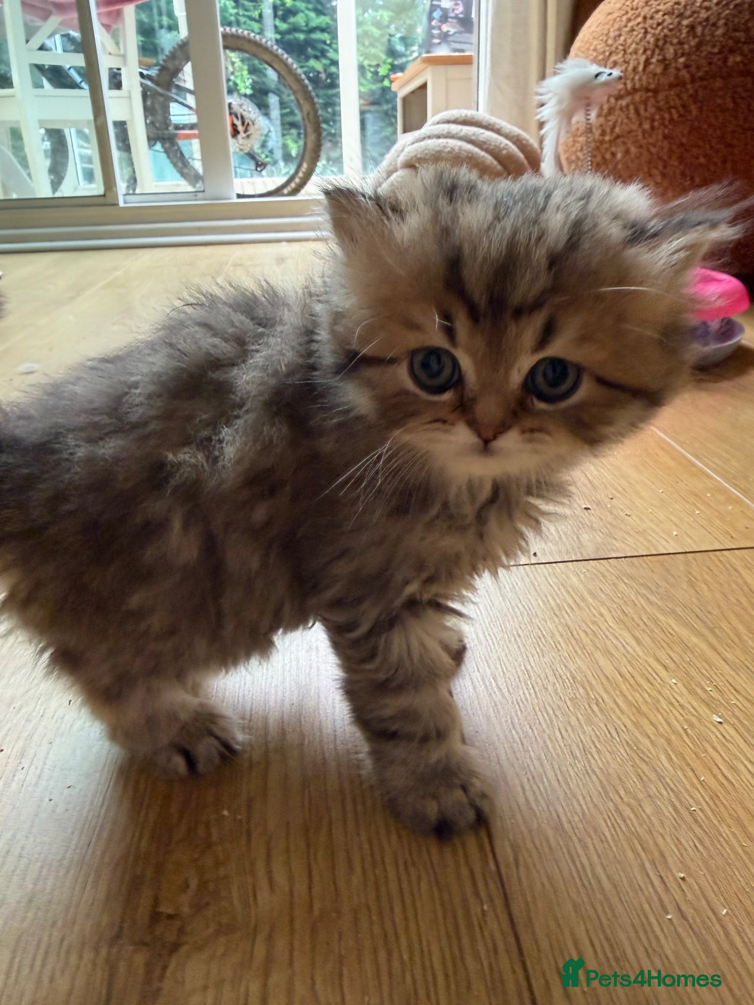 Persian cats Persian chinchilla kittens for sale  - Advert 1