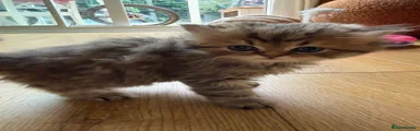 Persian Kitten 2