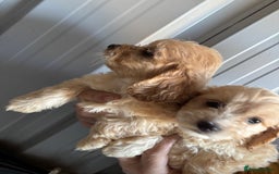 Mixed Breed dogs for sale: 4 beautiful bichon frisé X cocker spaniel pups - Image 4