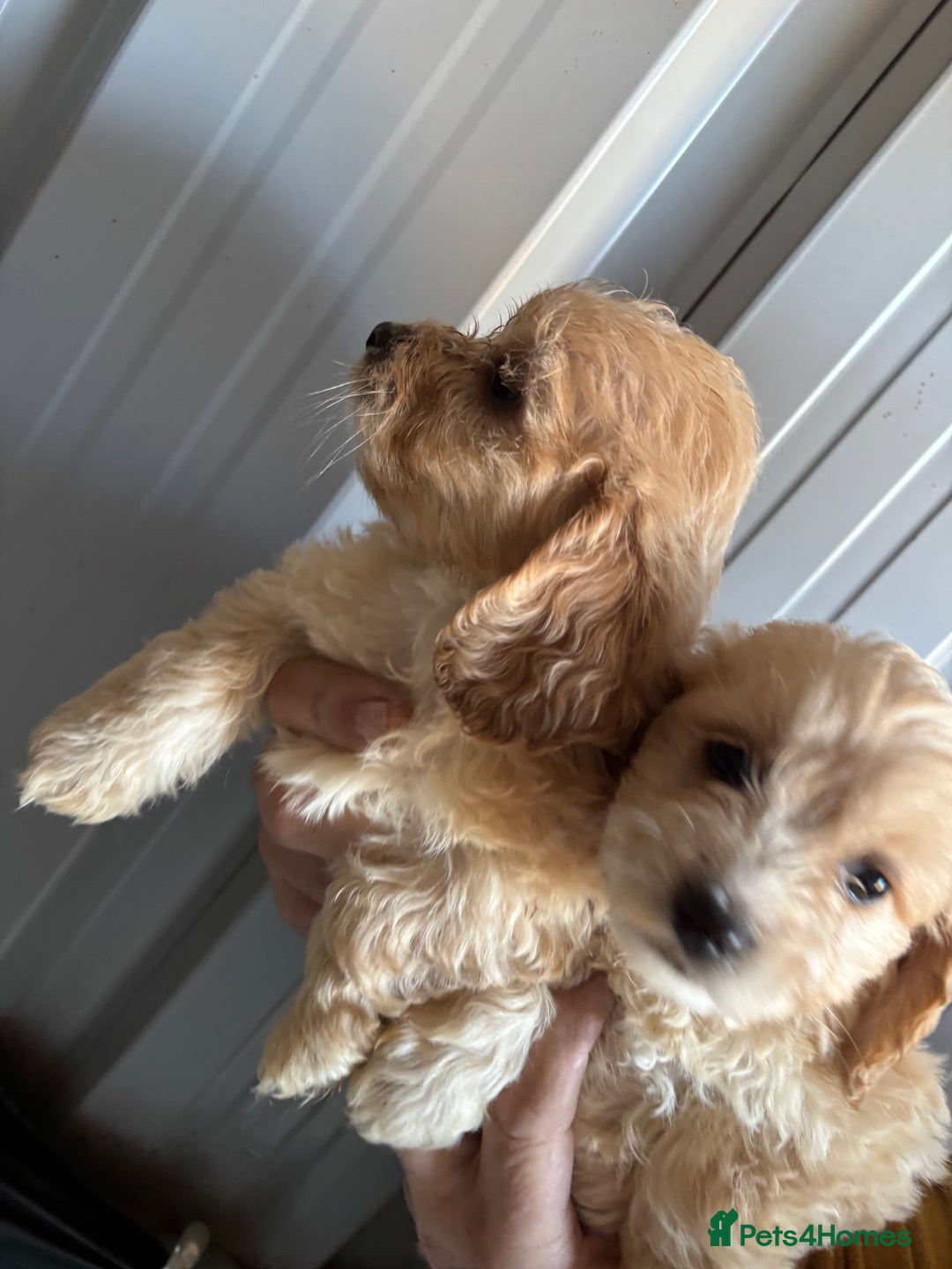Mixed Breed dogs for sale: 4 beautiful bichon frisé X cocker spaniel pups - Image 4