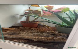 Gecko reptiles for sale: Crested gecko with setup  - Image 3