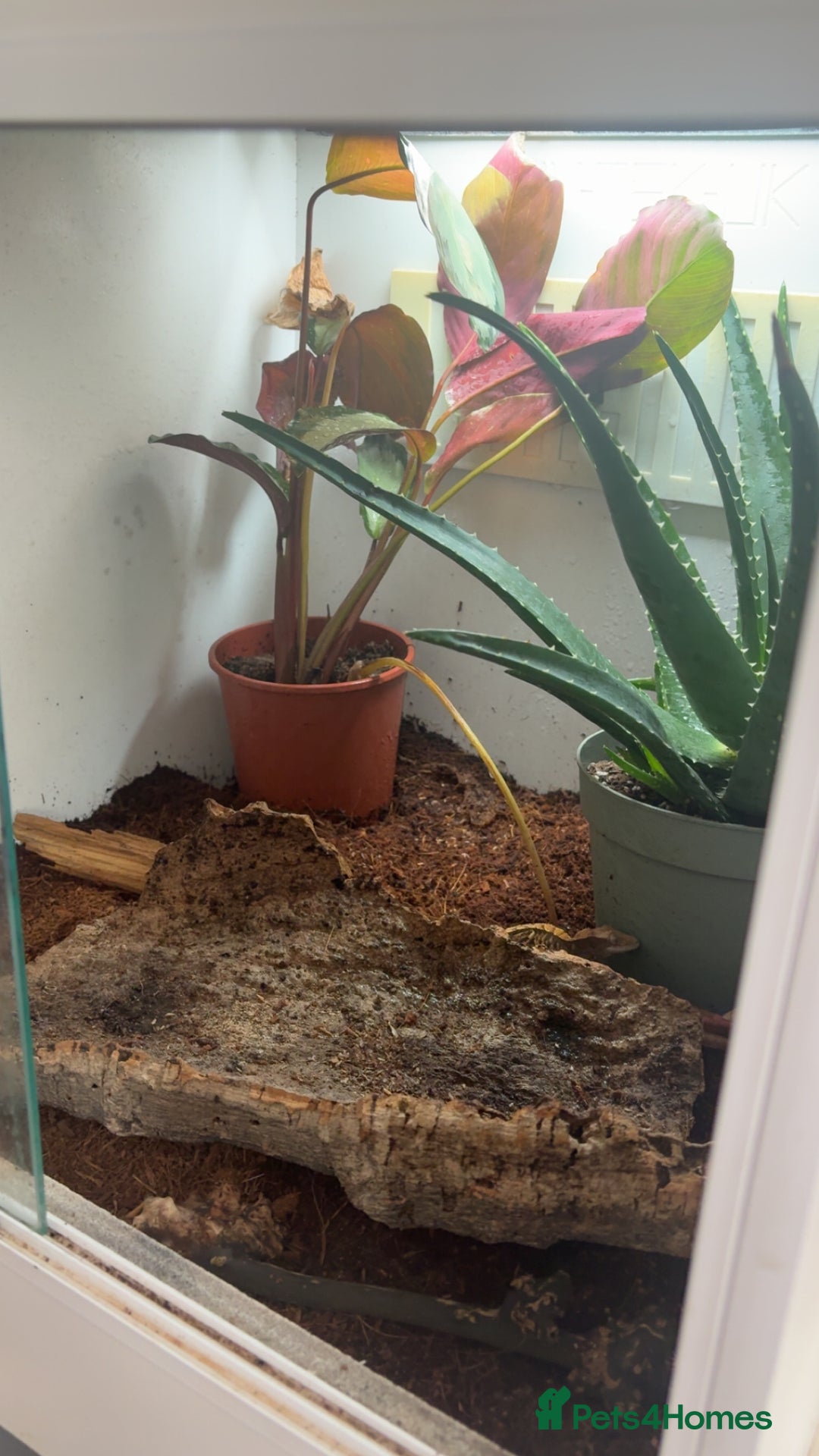 Gecko reptiles for sale: Crested gecko with setup  - Image 3