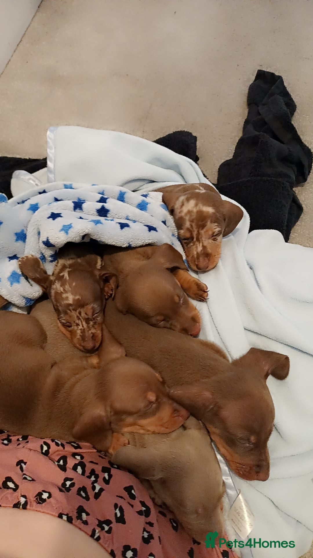 Miniature Dachshund dogs for sale: Minature short haired dachshund  - Image 9