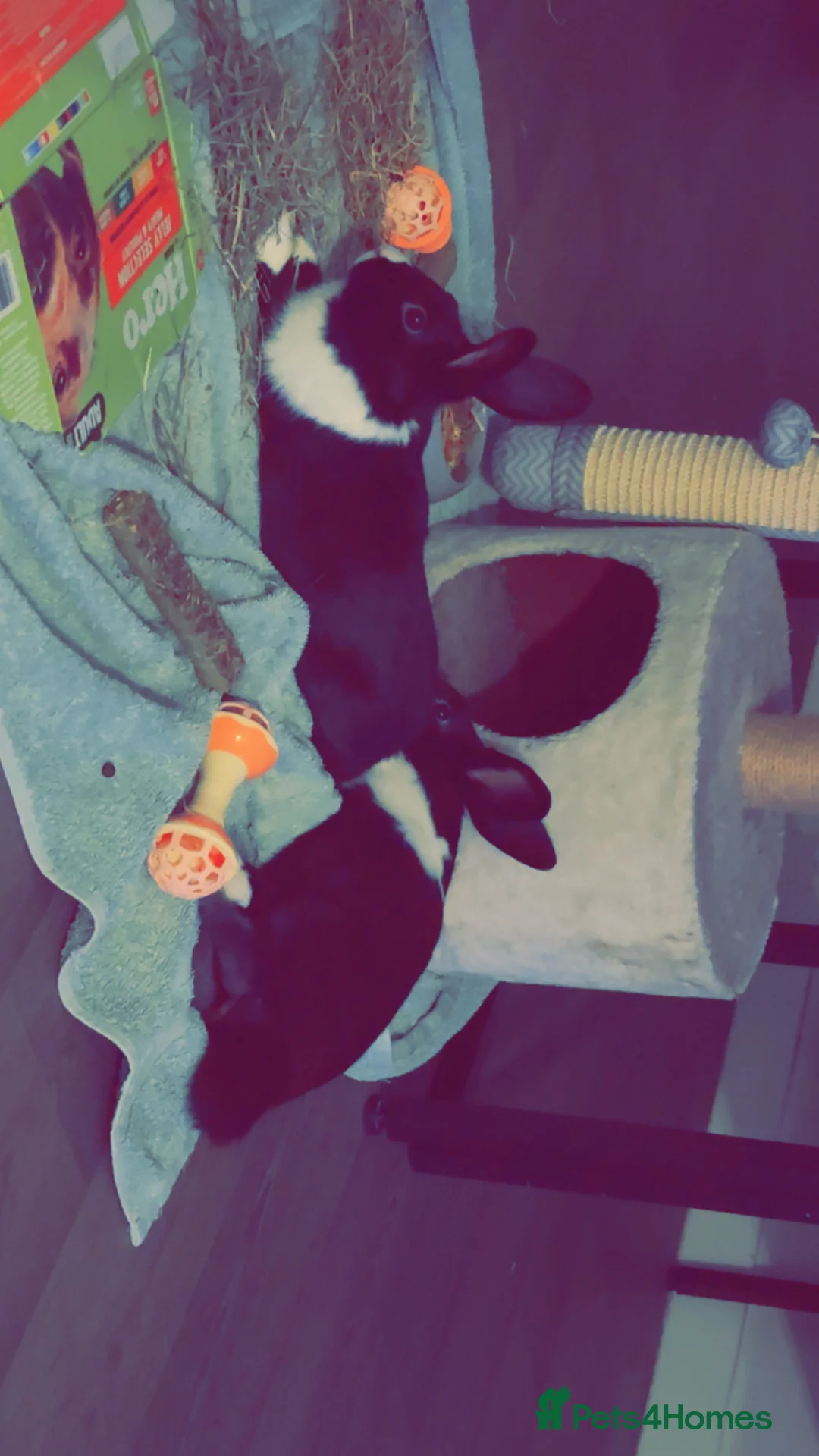 Dutch rabbits for sale: 1 indoor Dutch house rabbit - Advert 1