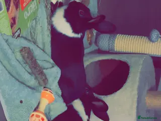 Dutch rabbits 1 indoor Dutch house rabbit - Advert 3