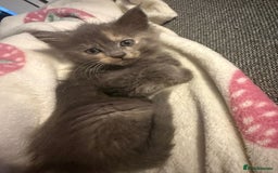 Mixed Breed cats for sale: 3 kittens ready to go - Image 2