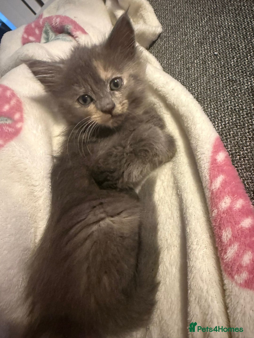 Mixed Breed cats for sale: 3 kittens ready to go - Image 2