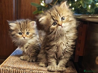 Siberian cats Siberian GCCFxGolden Chinchilla GCCF - Advert 6