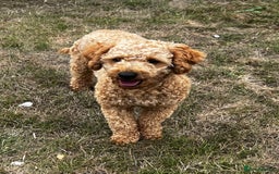 Toy Poodle dogs for stud: KC Registered Red Toy Poodle Fully DNA Tested in Radstock - Image 26