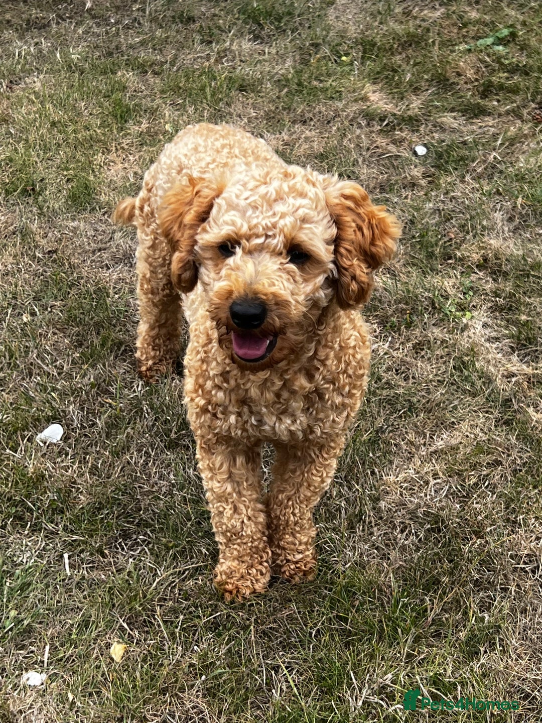 Toy Poodle dogs for stud: KC Registered Red Toy Poodle Fully DNA Tested in Radstock - Image 26