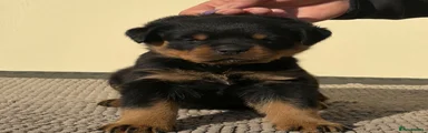 Rottweiler Puppy 4