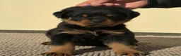 Rottweiler dogs for sale: 🩶 Beautiful Rottweiler Puppies 🩵 - Advert 6