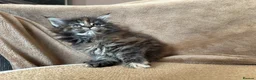 Maine Coon cats for sale: TICA Maine coon Kittens Smoke/Silver - Advert 10