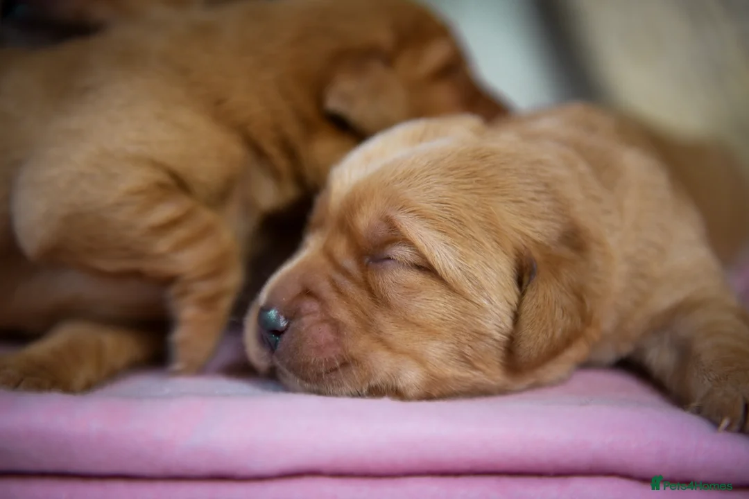 Labrador Retriever dogs for sale: Beautiful Deep Red KC Reg Labradors 5* Breeder - Advert 6