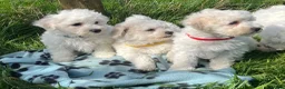Bichon Frise dogs for sale: bichon Frise puppies  - Advert 8