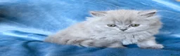 British Shorthair cats for sale: Beautiful BSH&BLH kittens Lilac&Blue - Advert 3