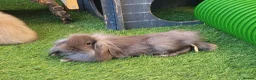 Mini Lion Lop rabbits for sale: Stunning Mini Lion Lops - READY SATURDAY - Advert 18