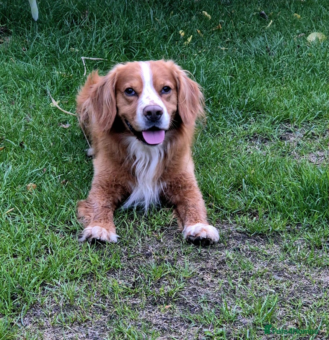 Cocker Spaniel dogs for stud: Cocker Spaniel (working variety) for Stud - Image 3