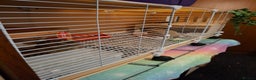 Mixed Breed birds for sale: 2 femail quails with cage - Advert 3