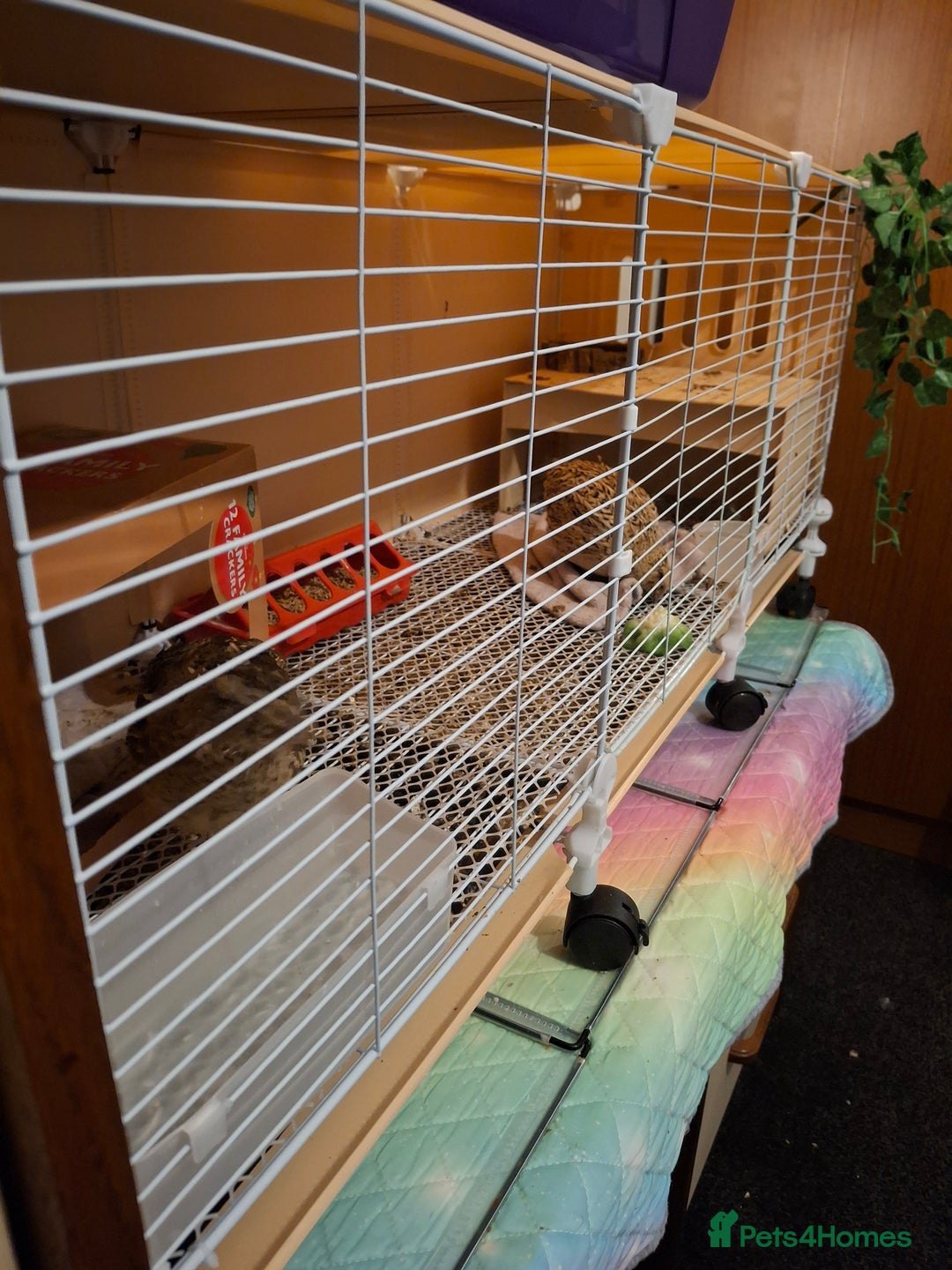 Mixed Breed birds for sale: 2 femail quails with cage - Advert 3