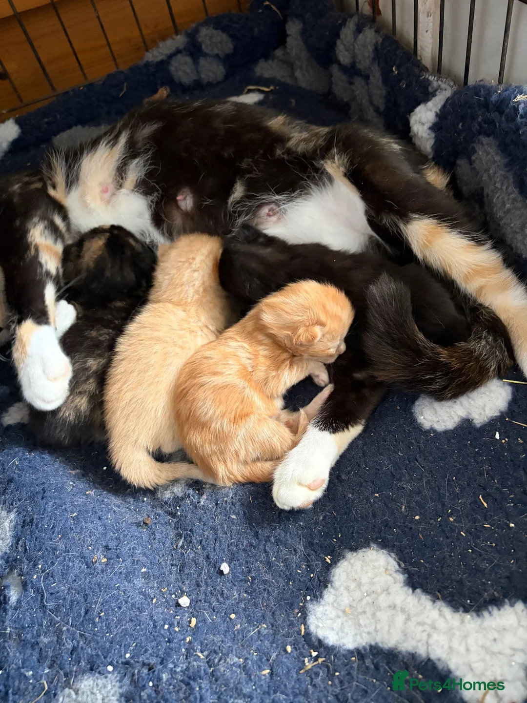 Mixed Breed cats for sale: Amazing kittens Gingers and lovely colours  - Advert 2