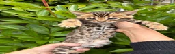 Bengal cats for sale: Stunning Bengal kittens - Advert 2