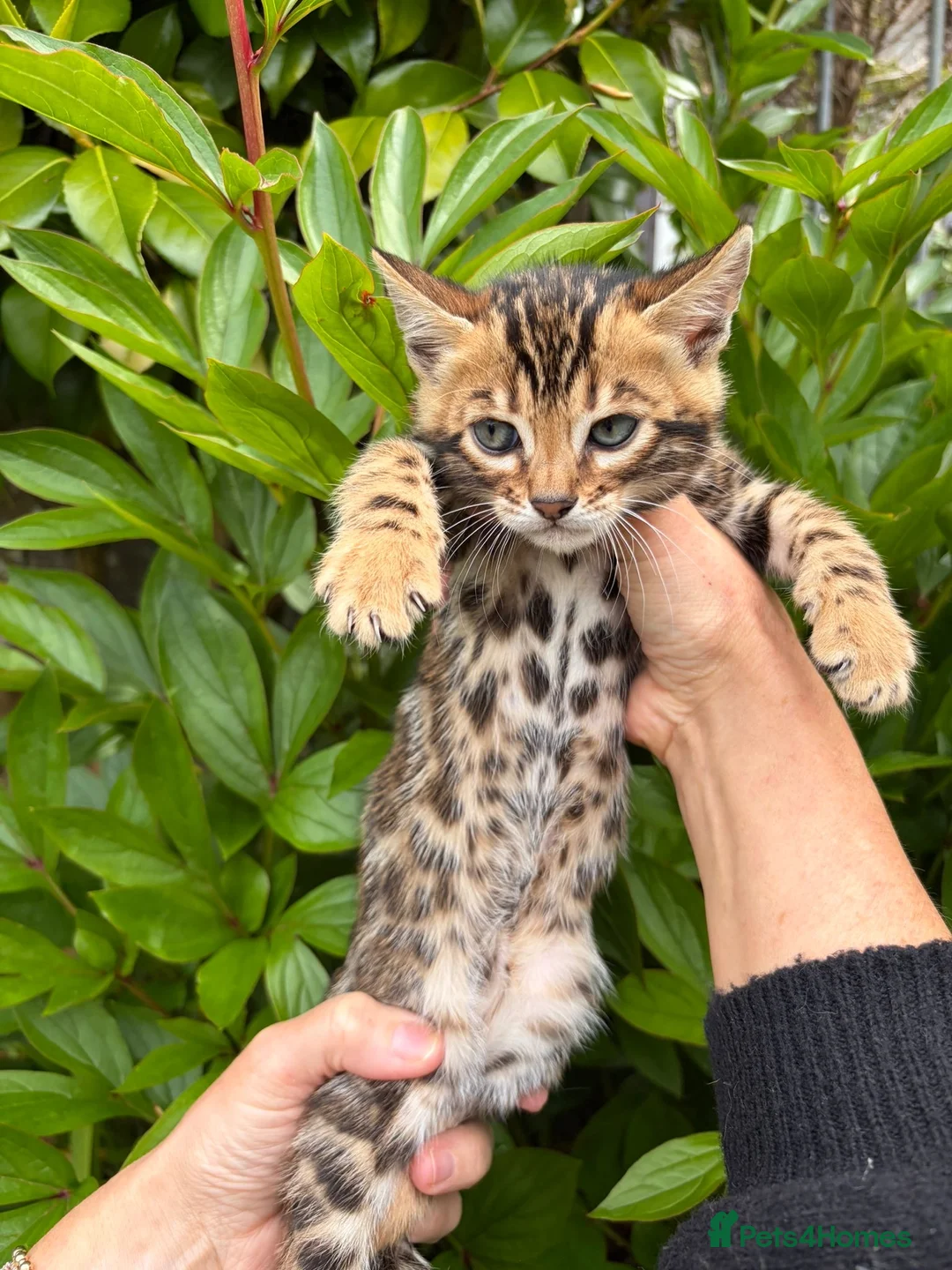 Bengal cats for sale: Stunning Bengal kittens - Advert 2