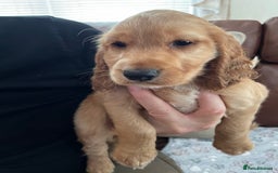 Cocker Spaniel dogs for sale:  Cocker spaniel puppies  - Advert 17