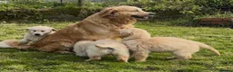 Golden Retriever dogs for sale: READY TO GO - Golden retriever puppies  in Stoke-on-Trent - Advert 1