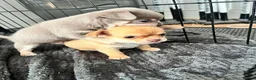 Chihuahua dogs for sale: Beautiful Chihuahua Puppies  in Falmouth - Advert 5