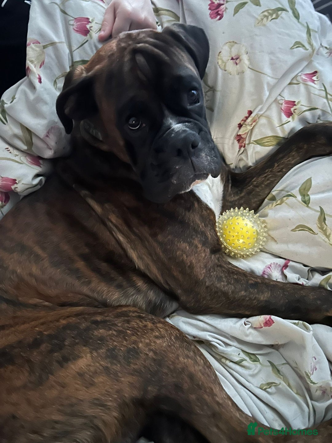 Boxer dogs for sale: Boxer champ bloodline male - Image 5