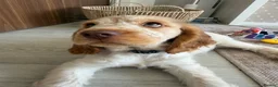 Cocker Spaniel dogs for sale: Beautiful Show Cocker Spaniel Puppy in Northwich - Advert 5