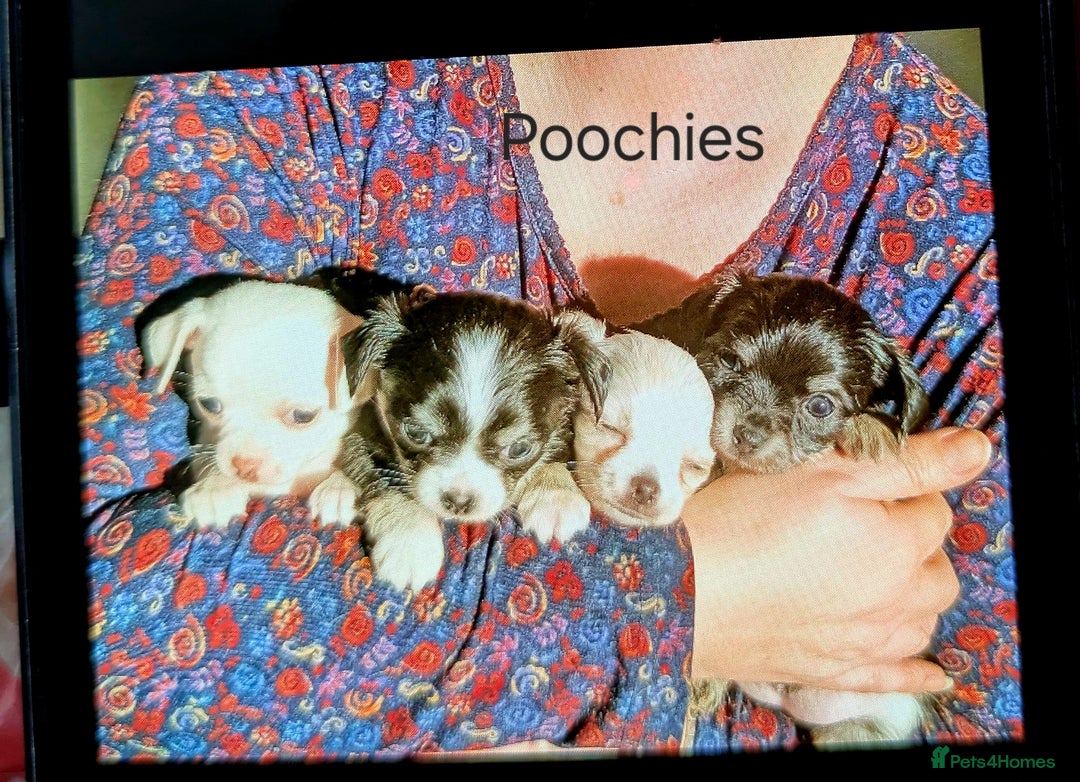 Chihuahua dogs for stud: Pedigree Chihuahua for stud - Image 8