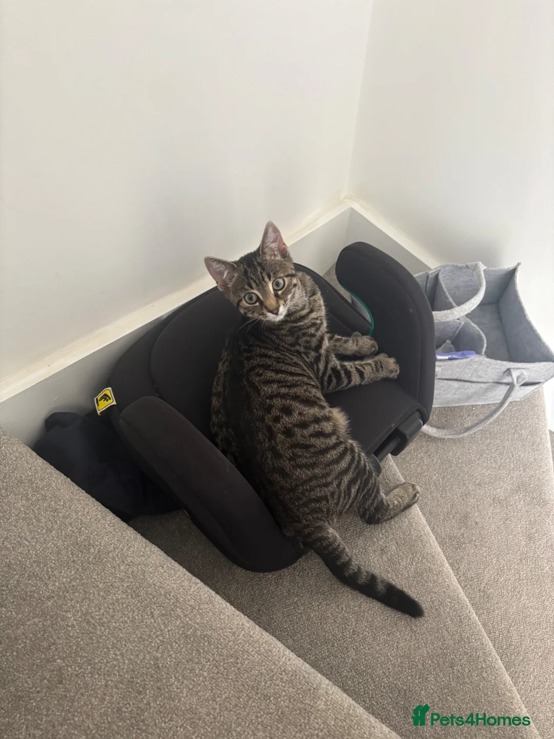 Mixed Breed cats for sale: Tabby mixed breed  - Advert 1