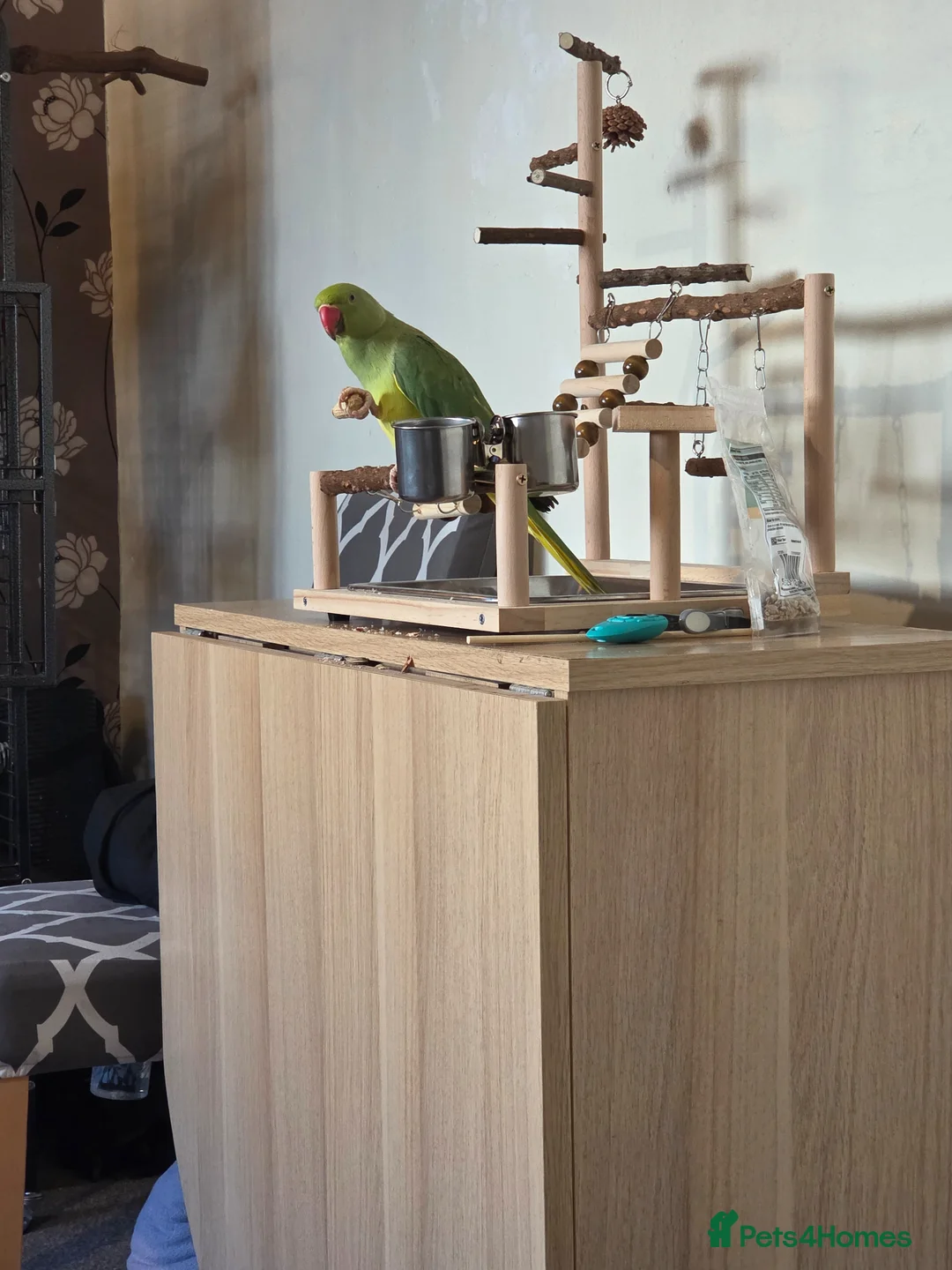 Ringnecks birds for sale: 1 year old Indian ringneck for rehome in Chippenham - Advert 5