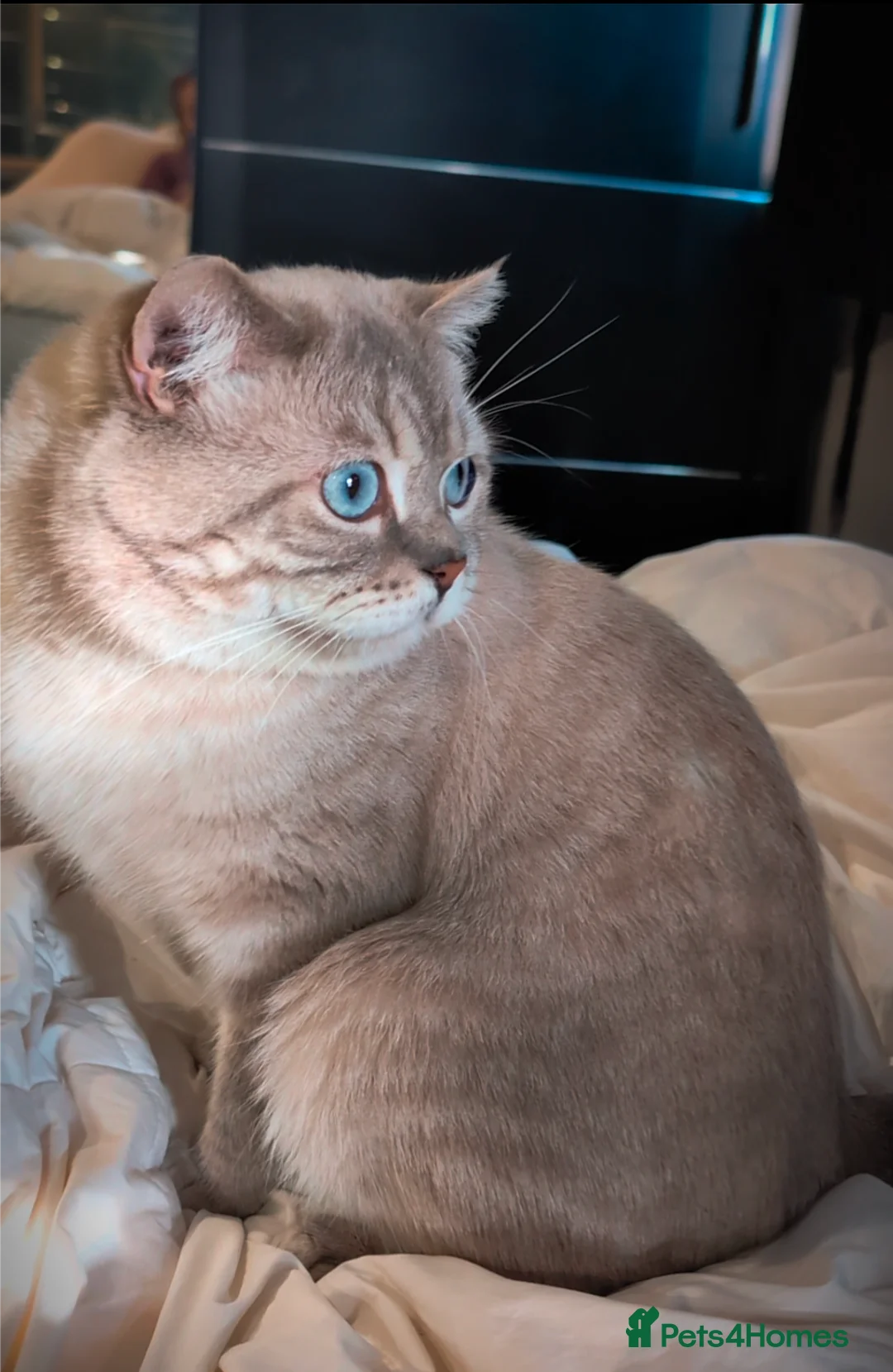 British Shorthair cats for stud: 🌊Proven STUD 🟦BSH Colourpoint King TICA/GCCF   in London - Advert 11