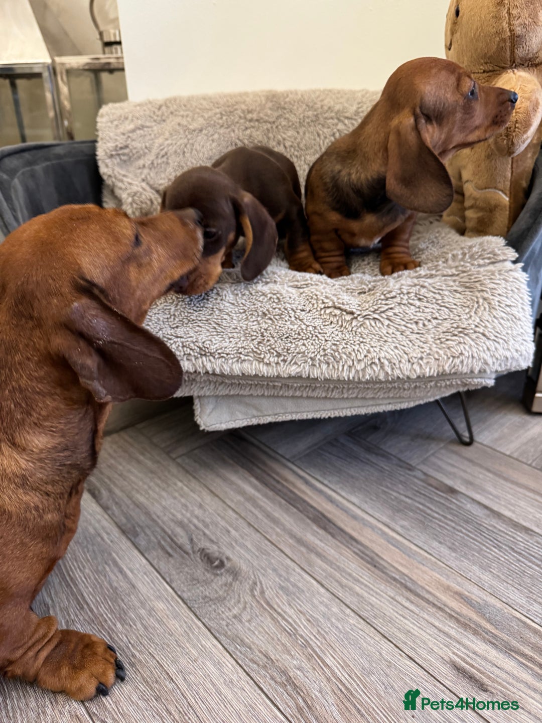 Miniature Dachshund dogs for sale: Miniature dachshund  - Advert 17