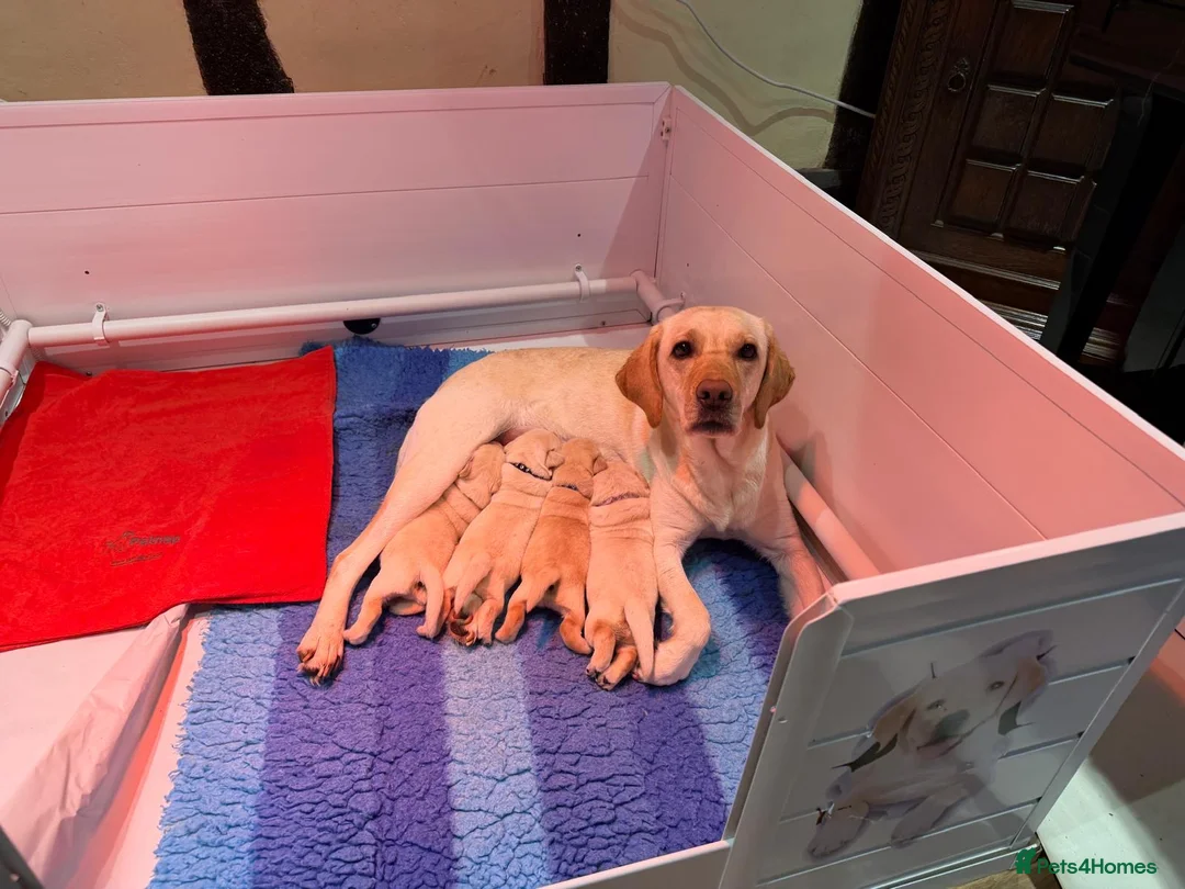 Labrador Retriever dogs for sale: AVAILABLE NOW 2 male KC registered Labrador pups in Colchester - Advert 5